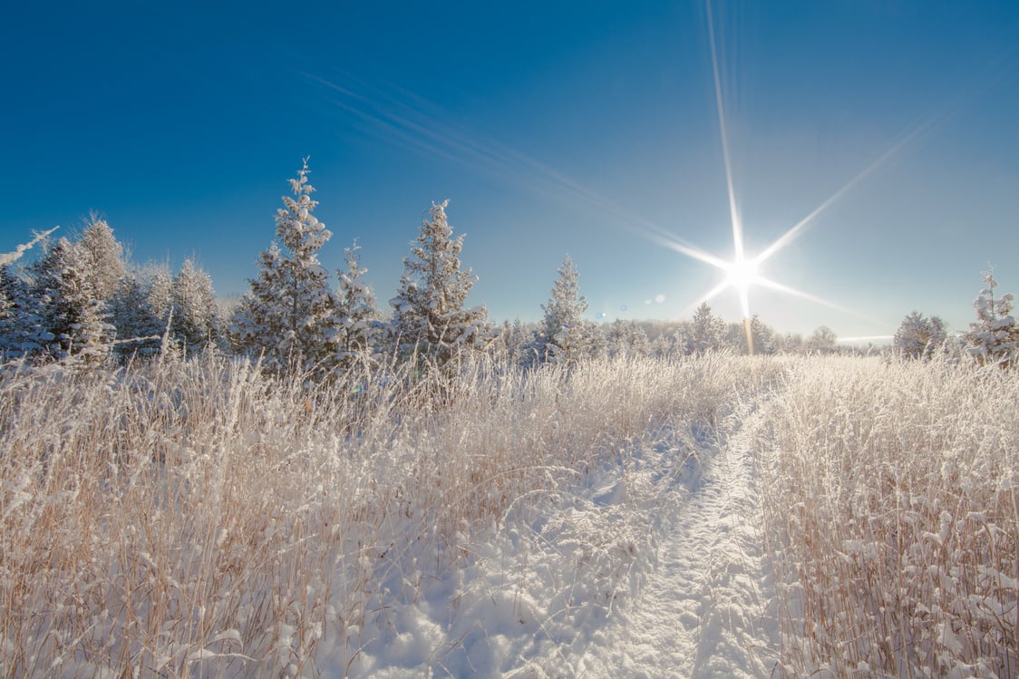 Winter Sunshine