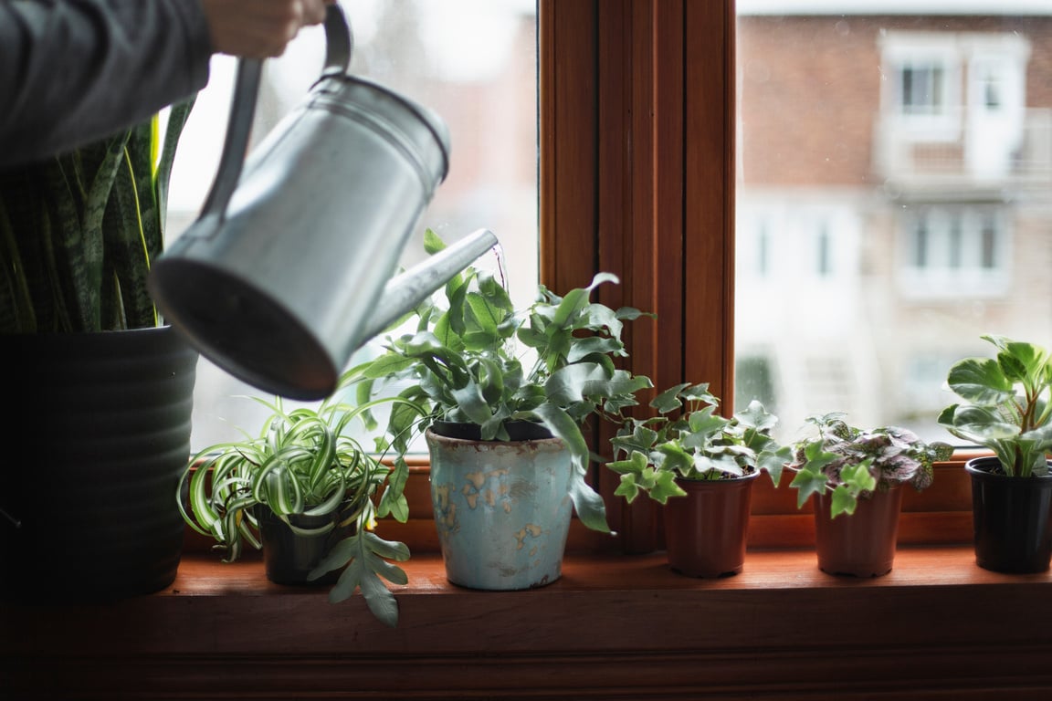 Watering houseplants